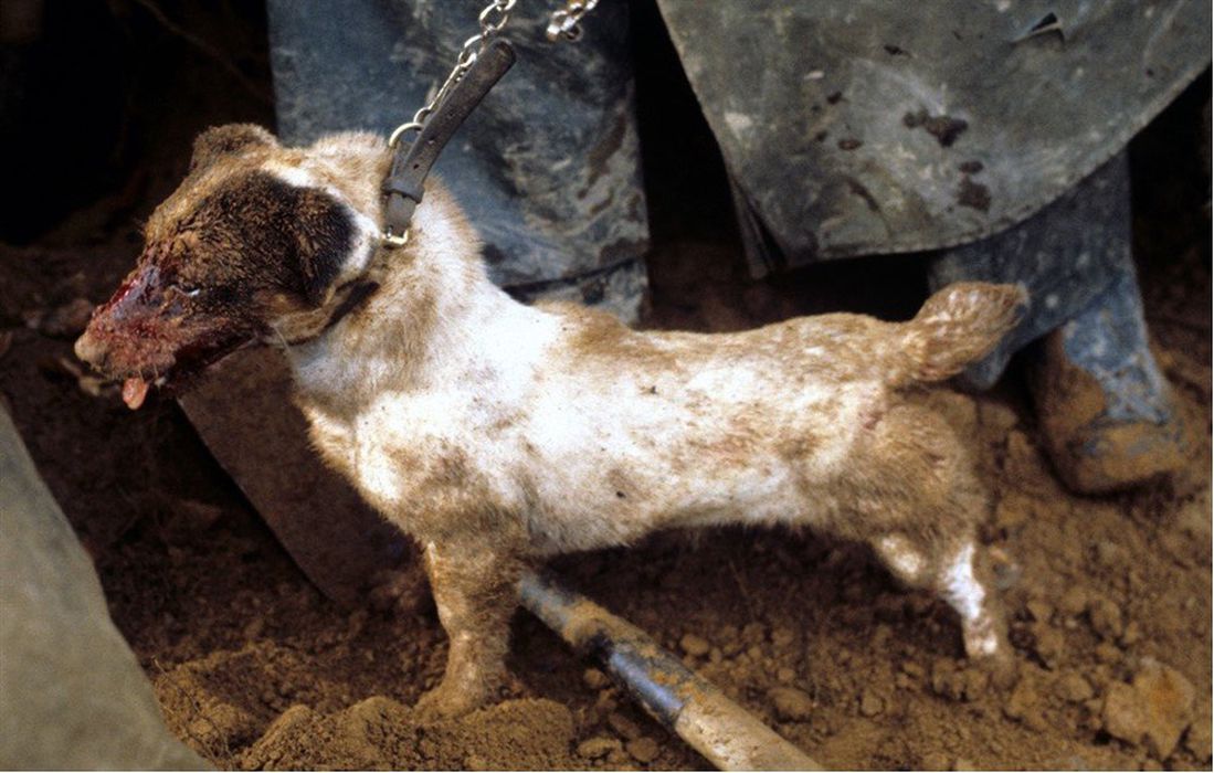 Injured terrier dog