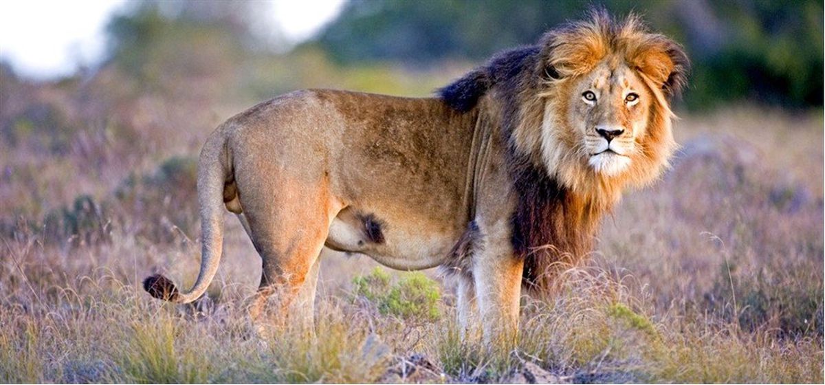 Lion in the wild