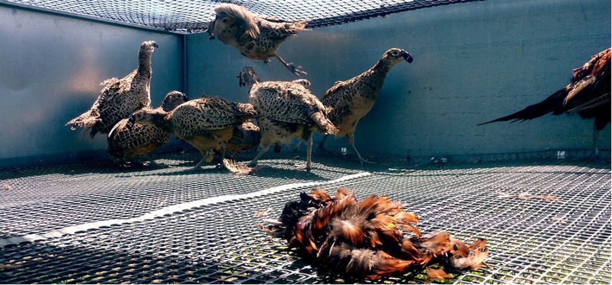 Birds trapped in a cage