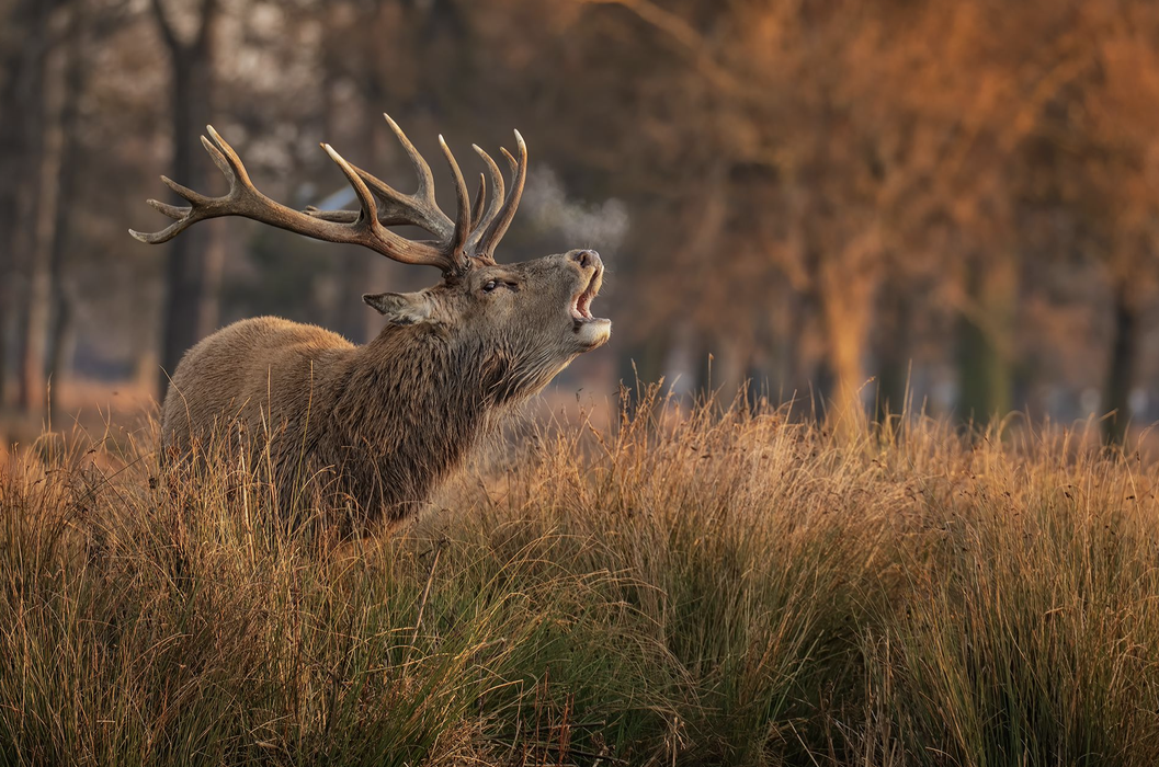 Stag